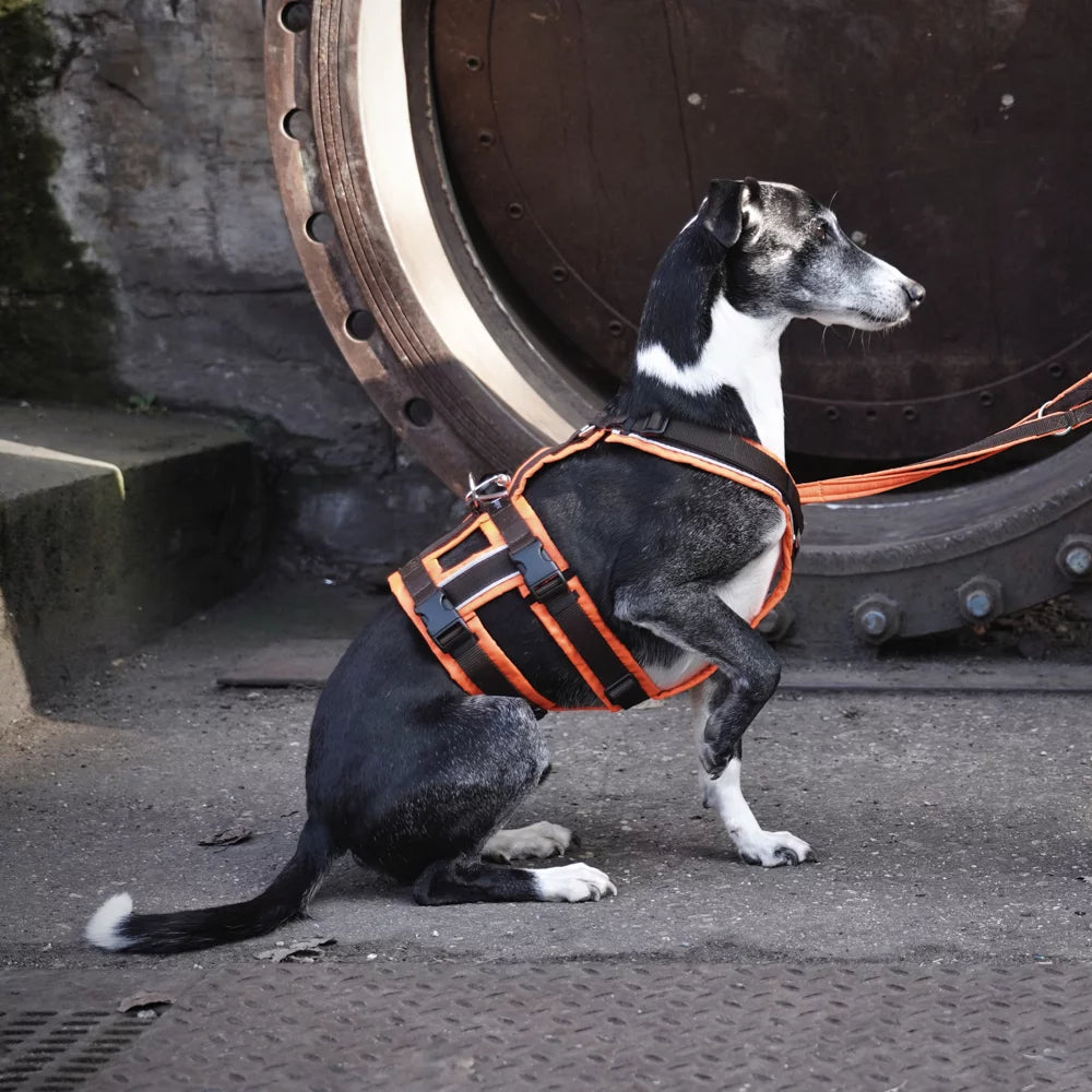 Anny-x Brustgeschirr Safety Protect, verschiedene Farben