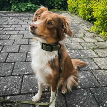 Hundehalsband-recyceltes Material
