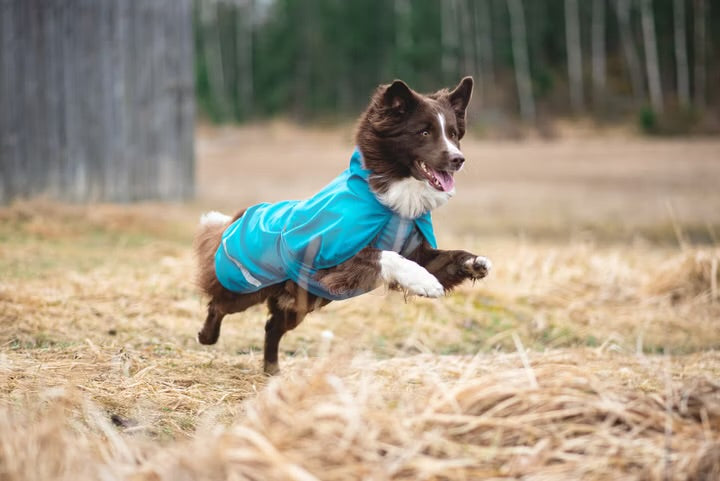 Pomppa Kuori