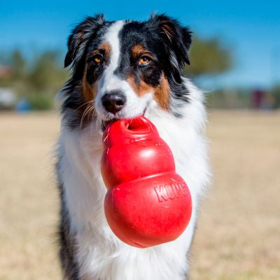 KONG Bounzer