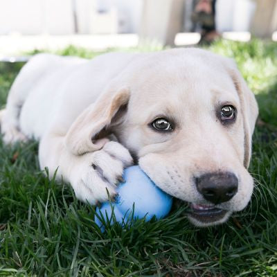 KONG Puppy