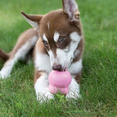 KONG Puppy