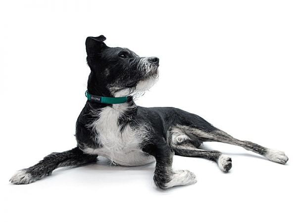 Dogma Hundehalsband Little Navy-16mm