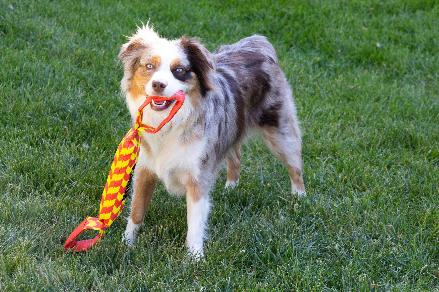 KONG Maxx Tug