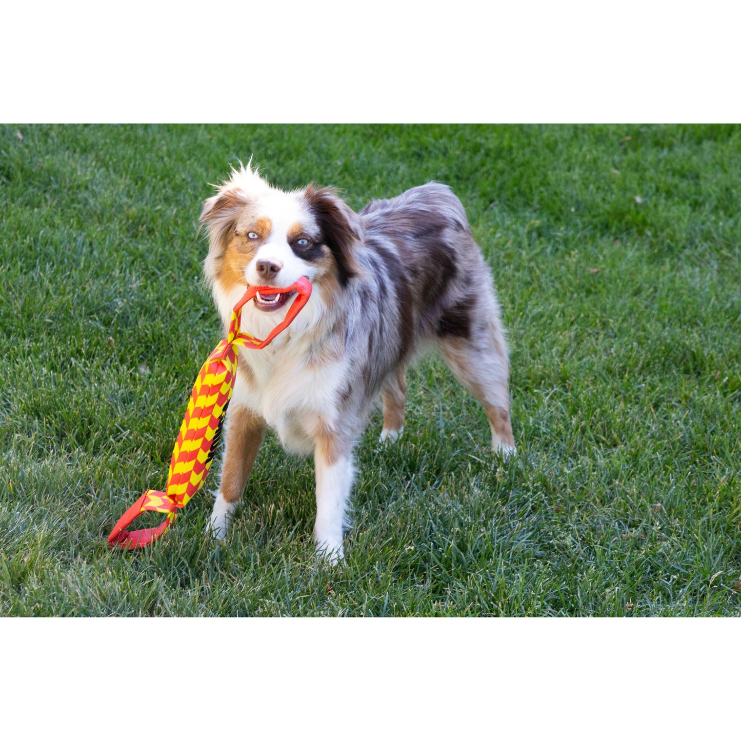 KONG Maxx Tug