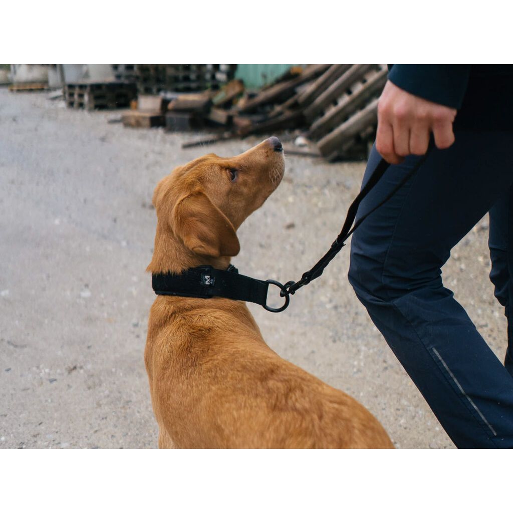 Non-stop Security strap WD