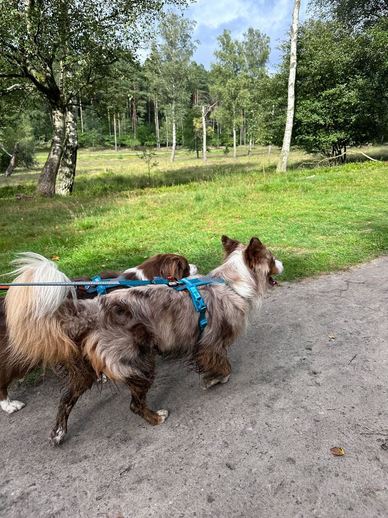 Für Hunde
