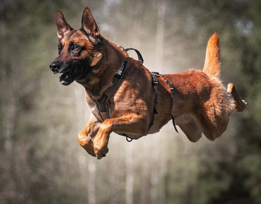 Working dog series