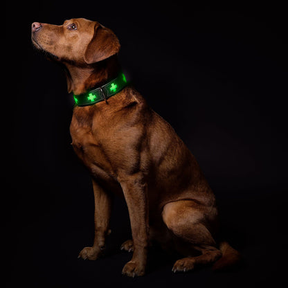 Hunter Halsband Swiss Glow