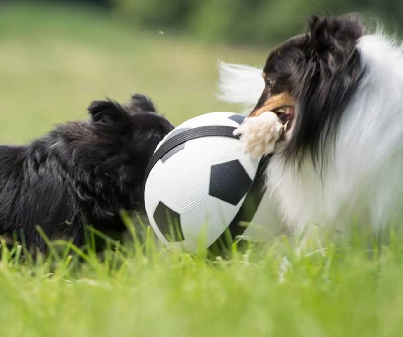 Hunde-Fußball mit Greifseilen