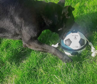 Hunde-Fußball mit Greifseilen