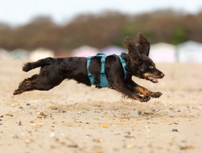 Non-stop Ramble harness long