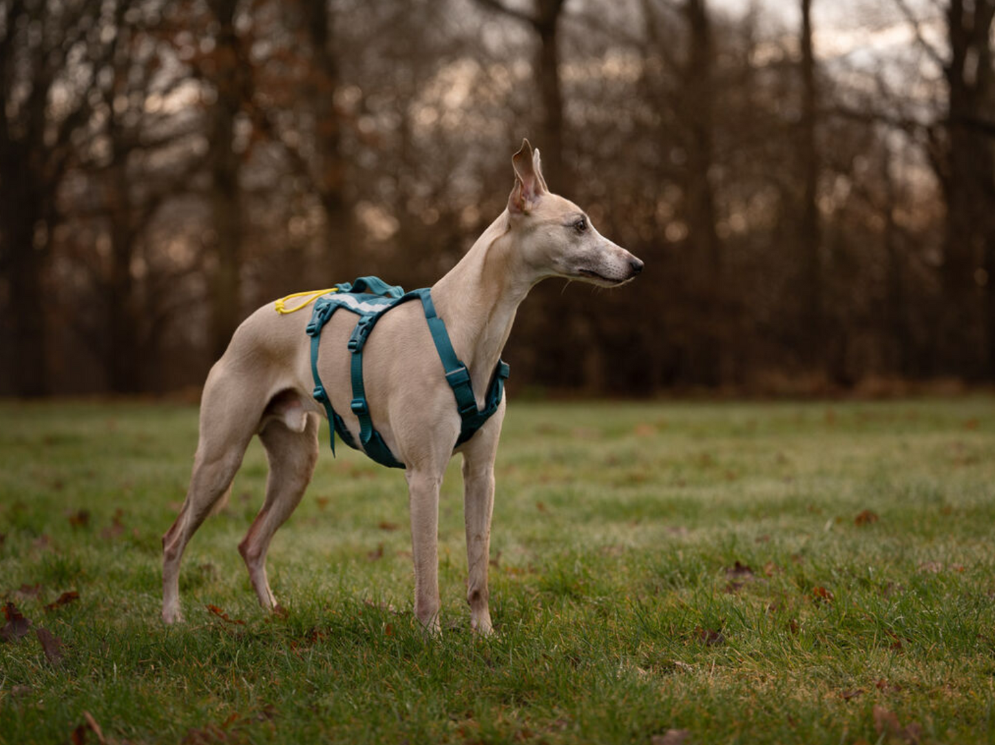 Non-stop Ramble harness long