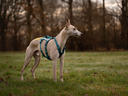 Non-stop Ramble harness long