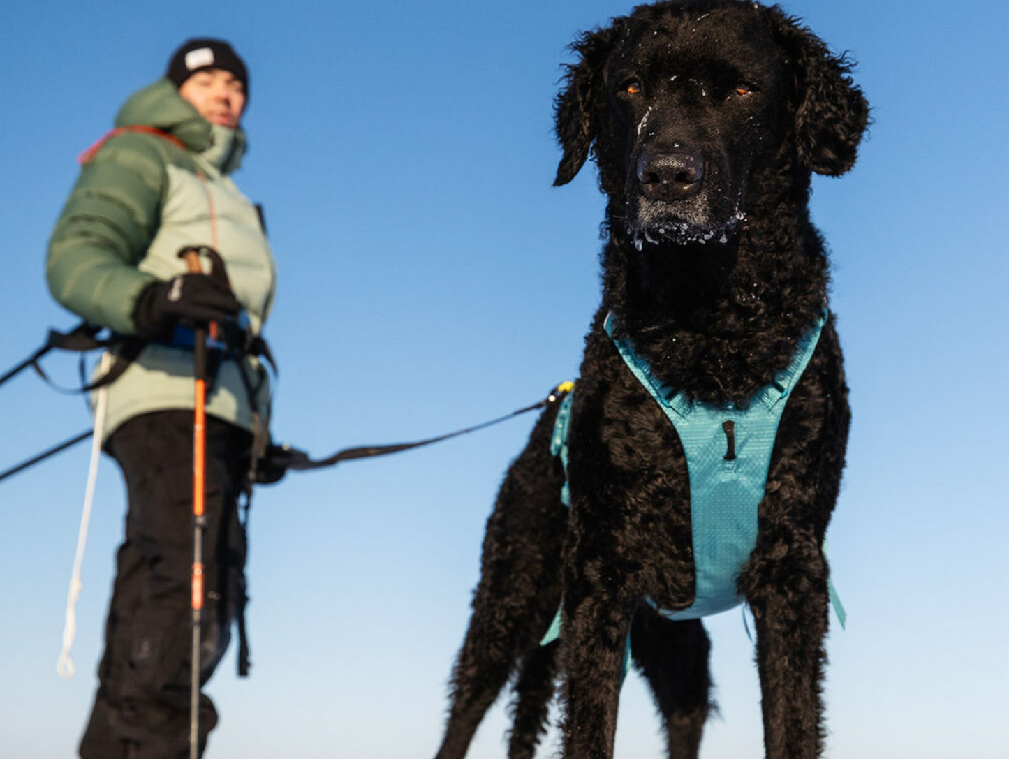 Non-stop Ramble harness long
