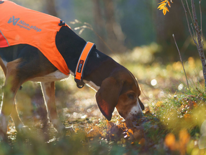 Protector Collar