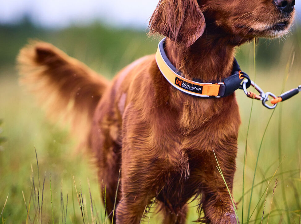 Protector Collar