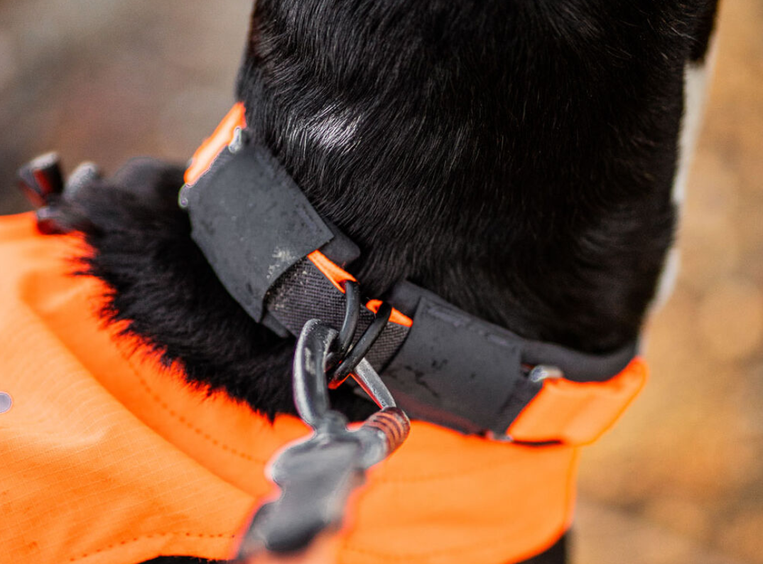 Protector Collar