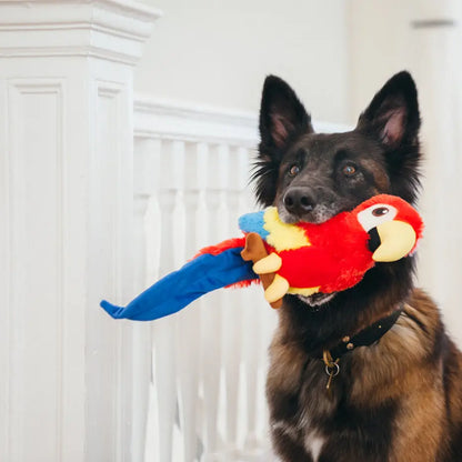 Paula the Parrot