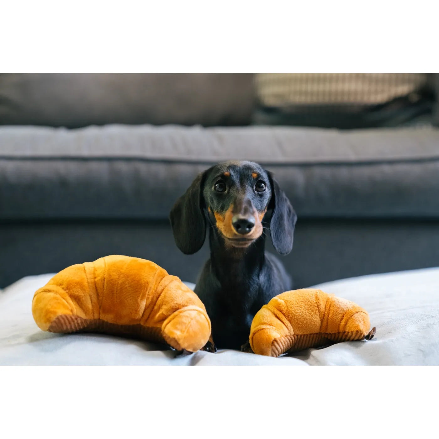 Barking Brunch Croissant