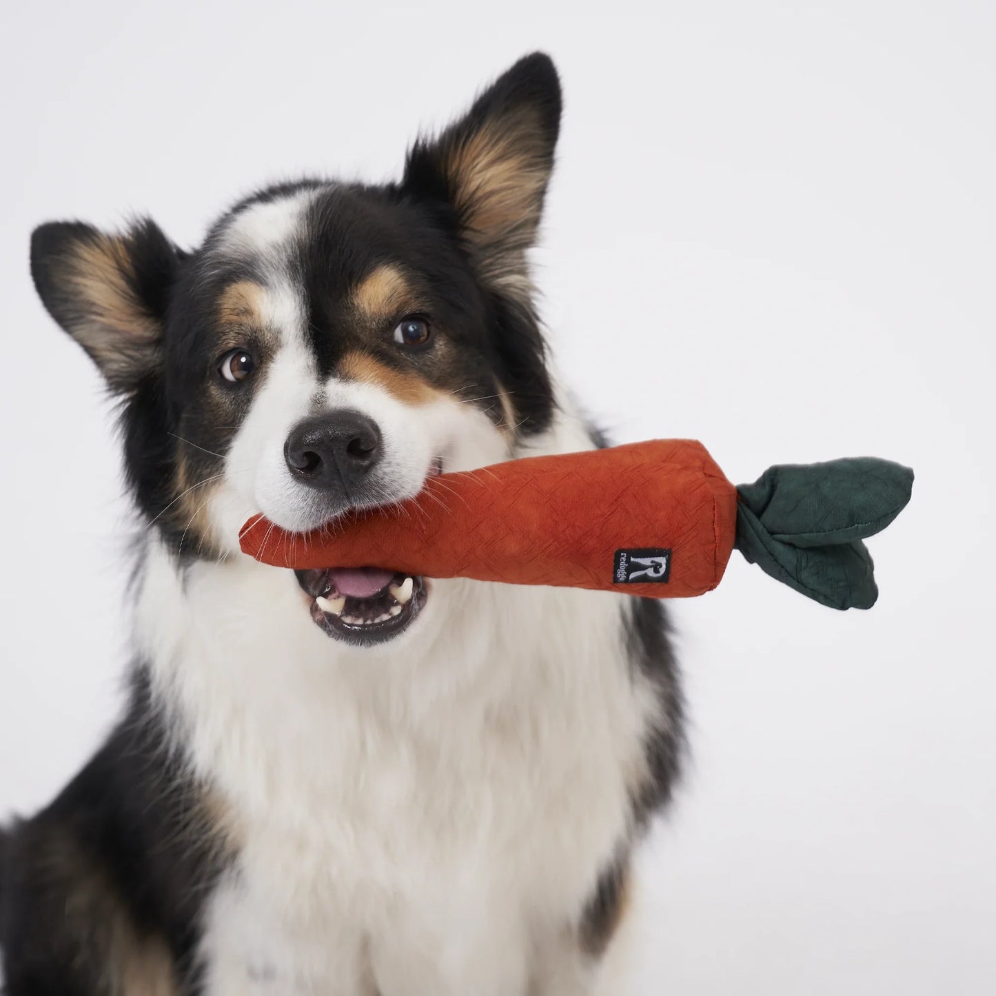 Redoggo  Karotte