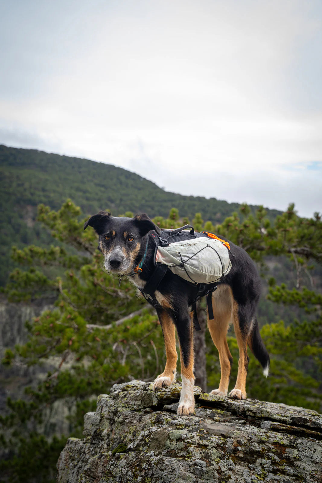 Non-stop Trail light dog backpack