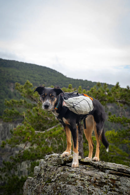Non-stop Trail light dog backpack