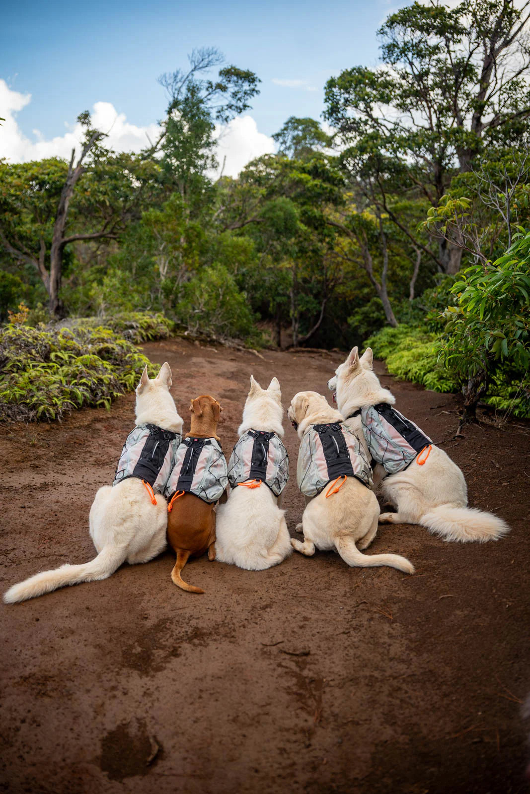 Non-stop Trail light dog backpack