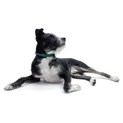 Dogma Hundehalsband Little Navy-16mm