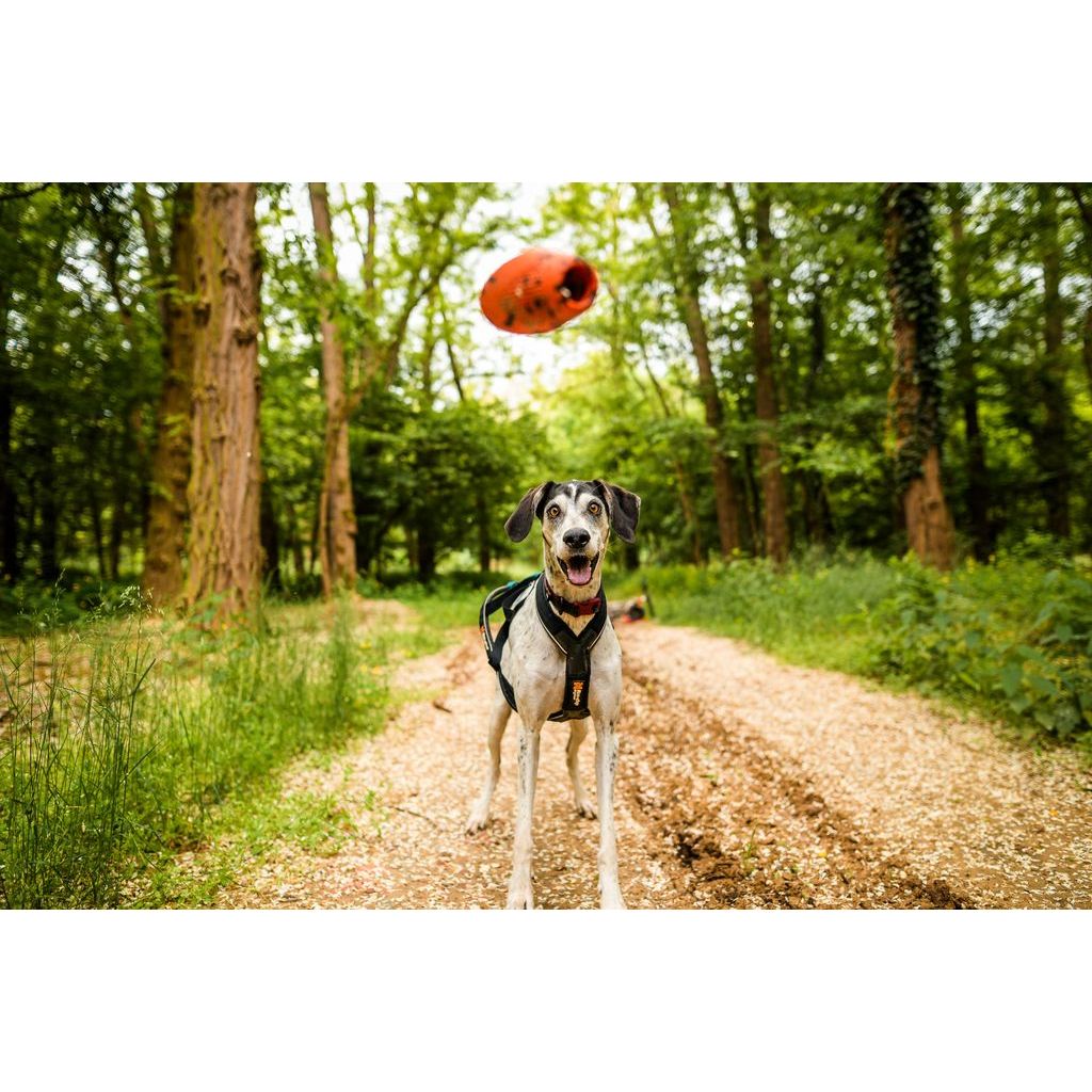 Non-stop Dog throw toy