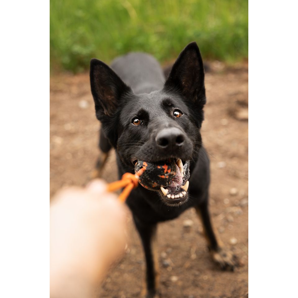 Non-stop Dog ball on rope