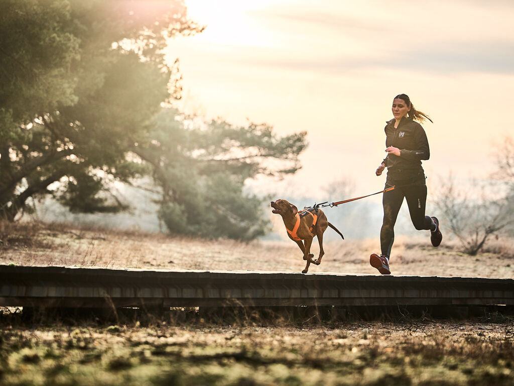 Non-stop Freemotion harness 5.0