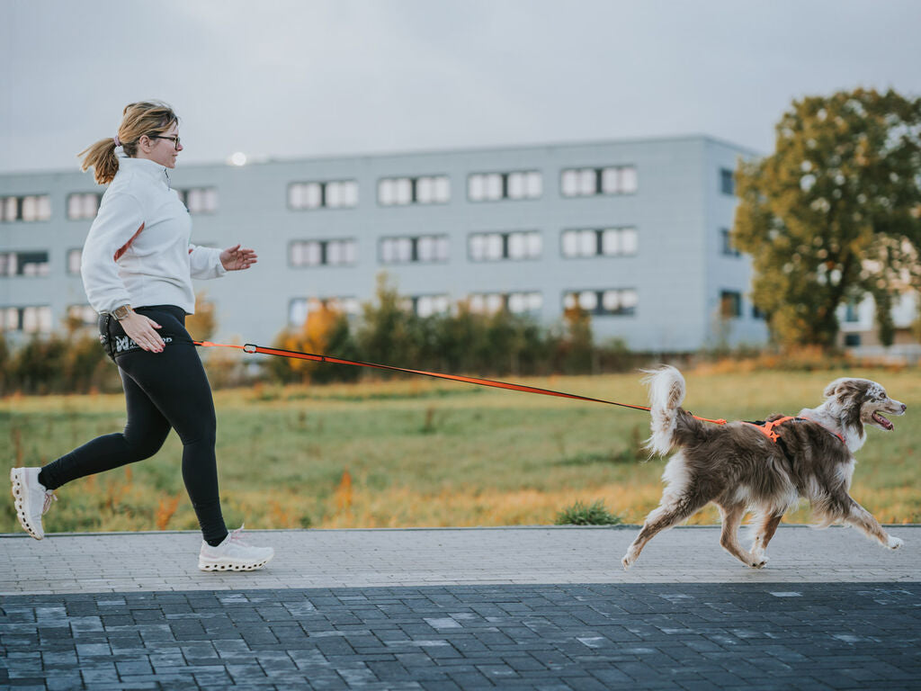 Non-stop Rush harness