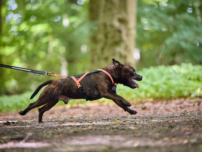 Non-stop Rush harness