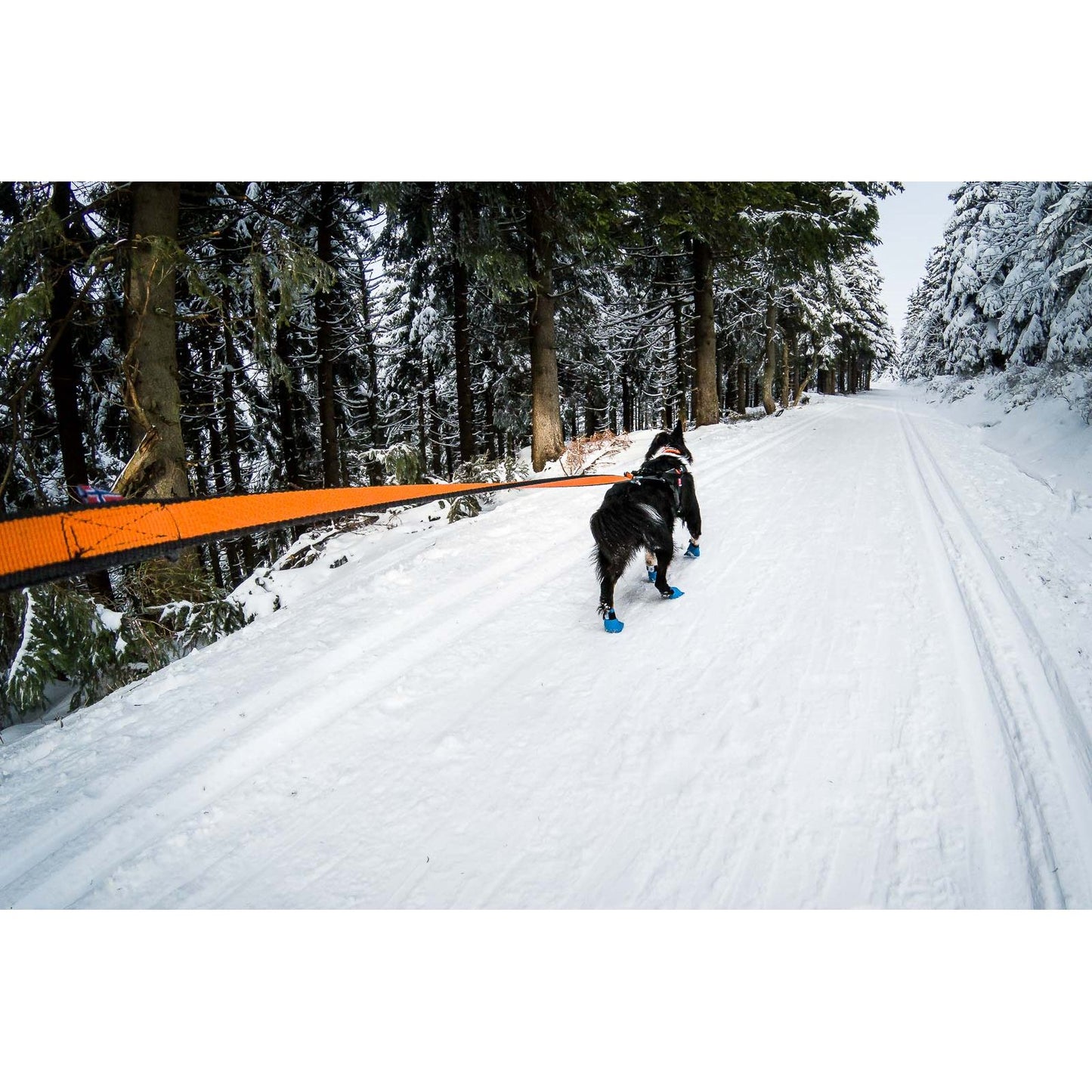 Bungee leash