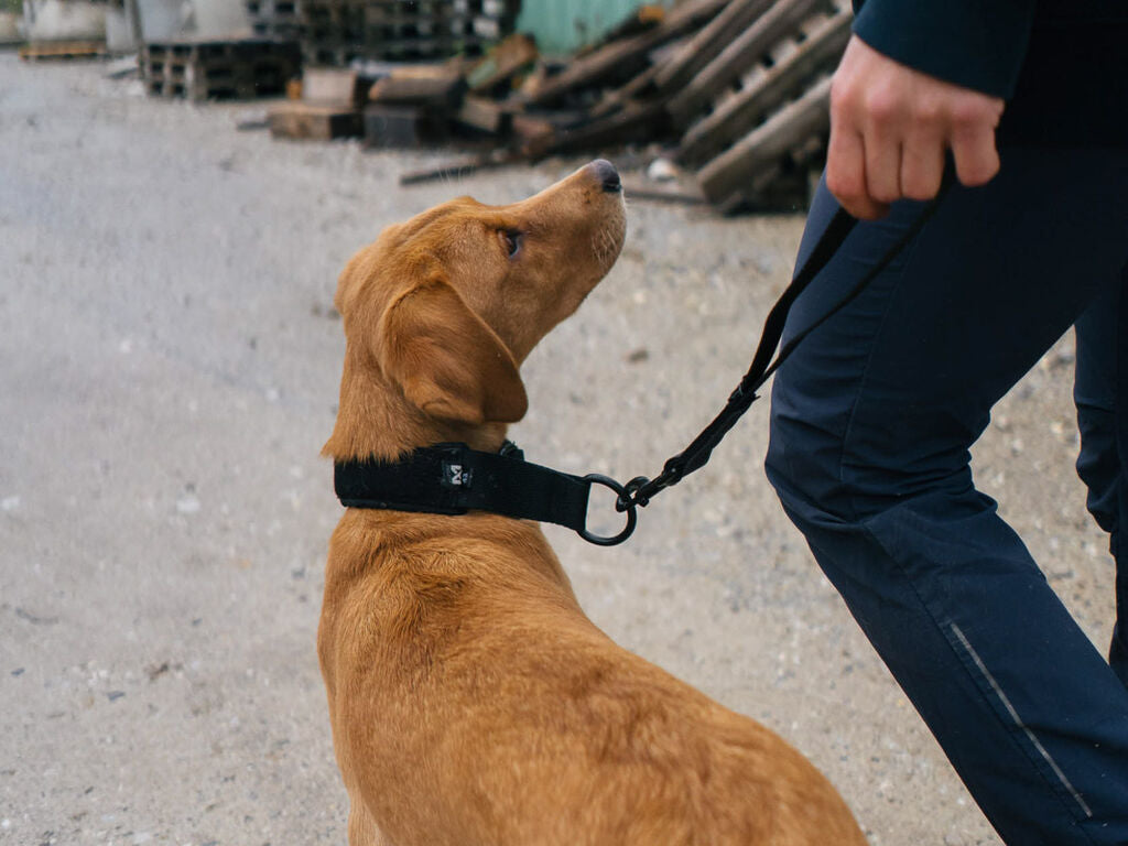 Non-stop Security strap WD