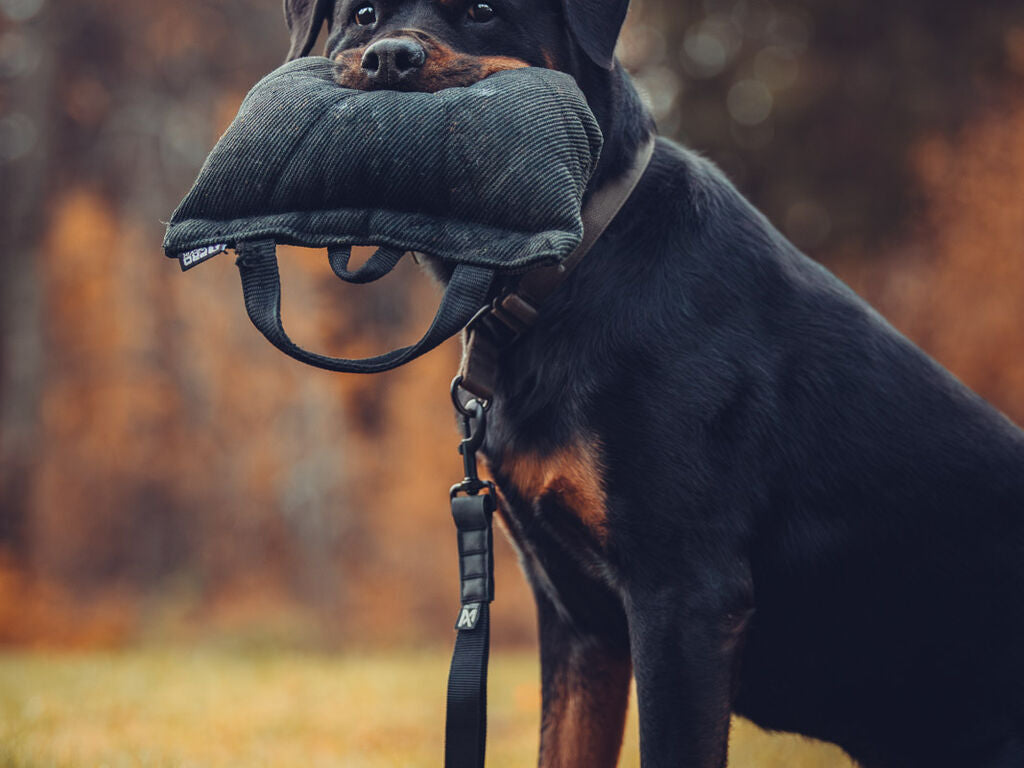 Non-stop Security strap WD