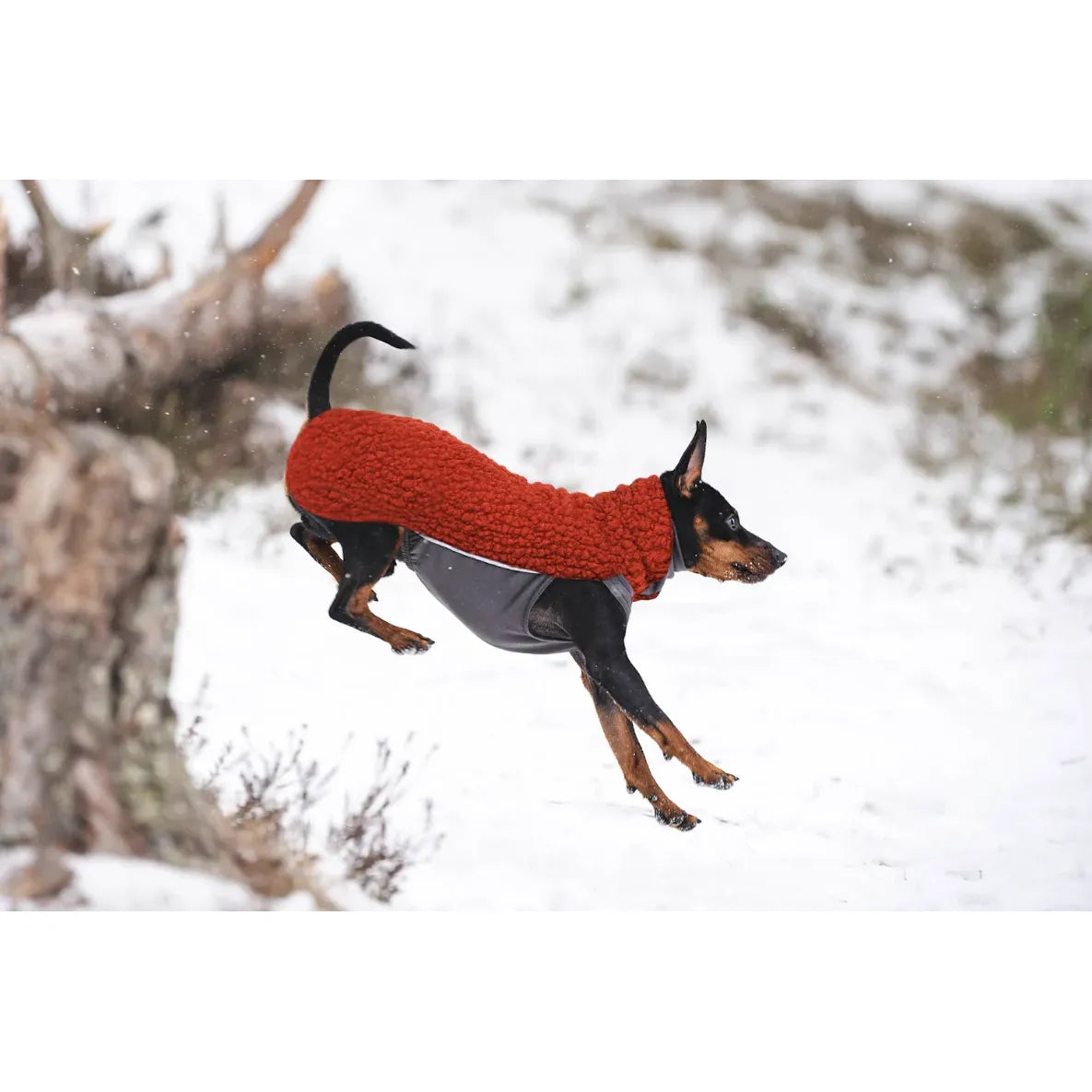 Polar Pomppa