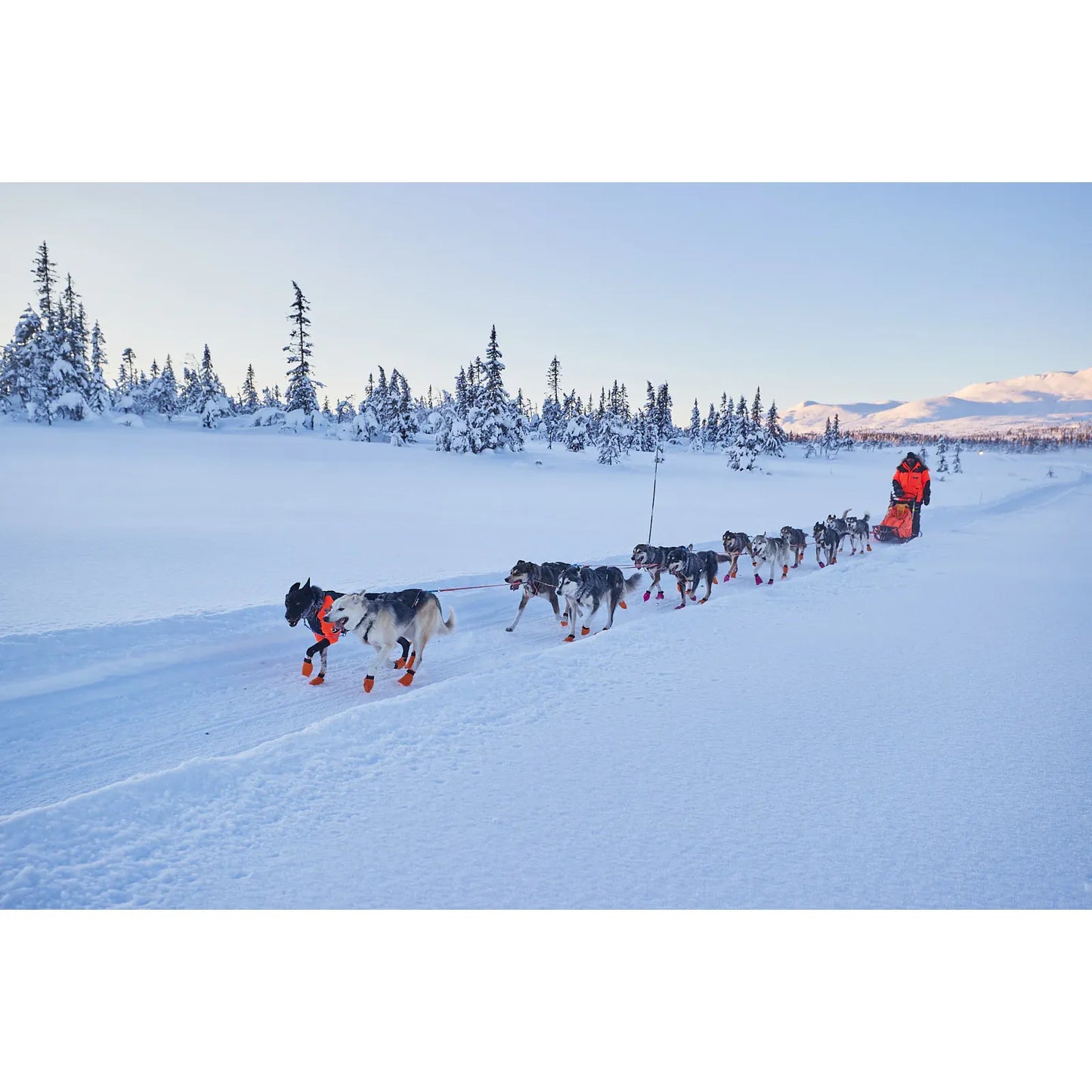 Non-stop Nansen nome harness 5.0