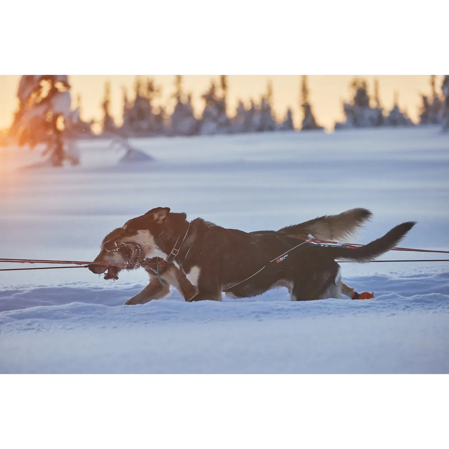 Non-stop Nansen nome harness 5.0