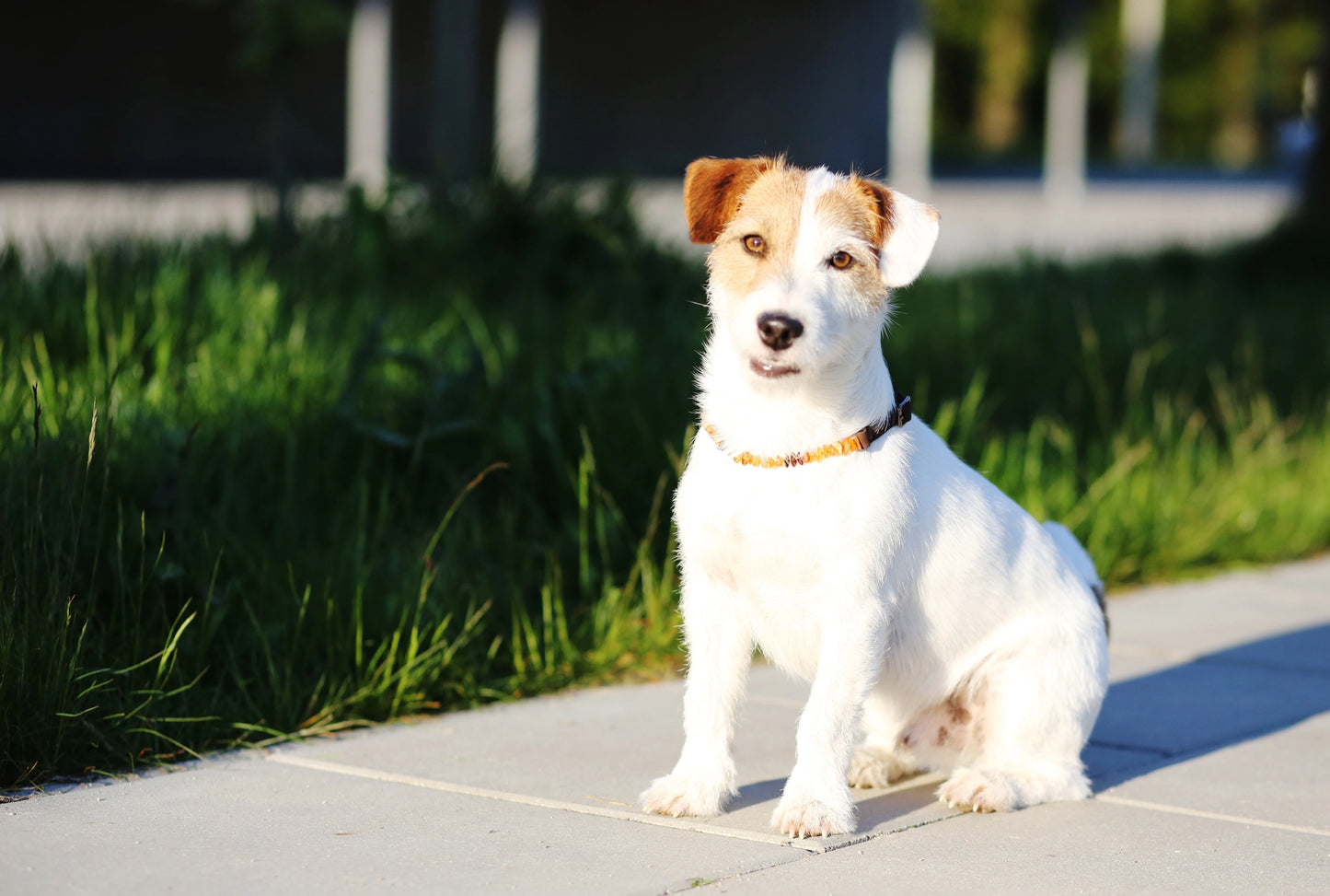 Bernstein Hundehalsband mit Holzperlen