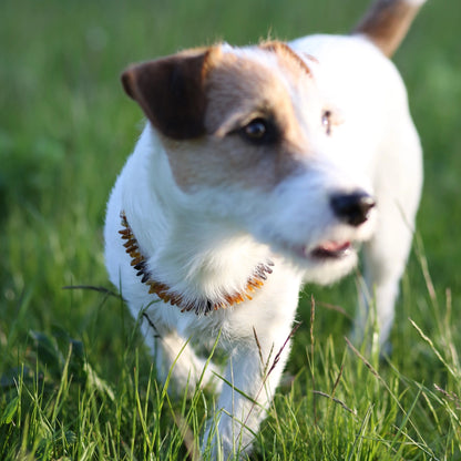 Hundehalsband aus rohen Bernstein- und Quarzperlen