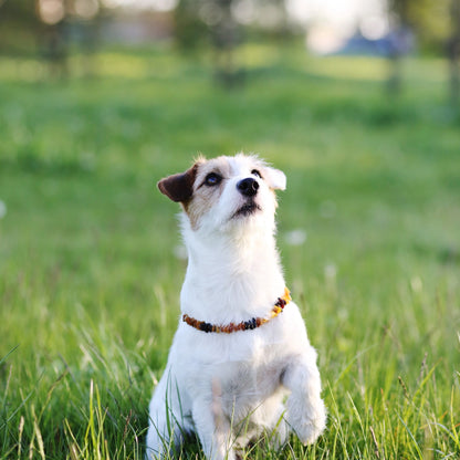 Hundehalsband aus rohen Bernstein- und Quarzperlen