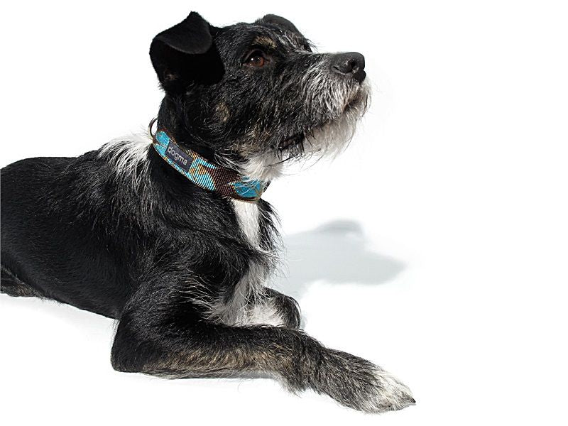 Dogma Hundehalsband Aloha 20mm