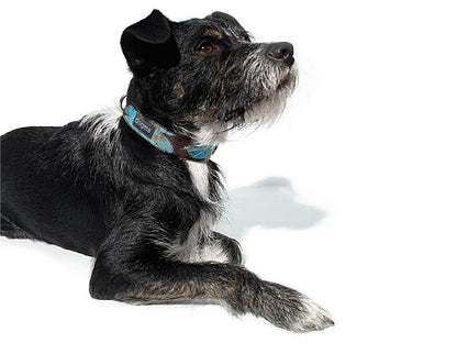 Dogma Hundehalsband Aloha 20mm