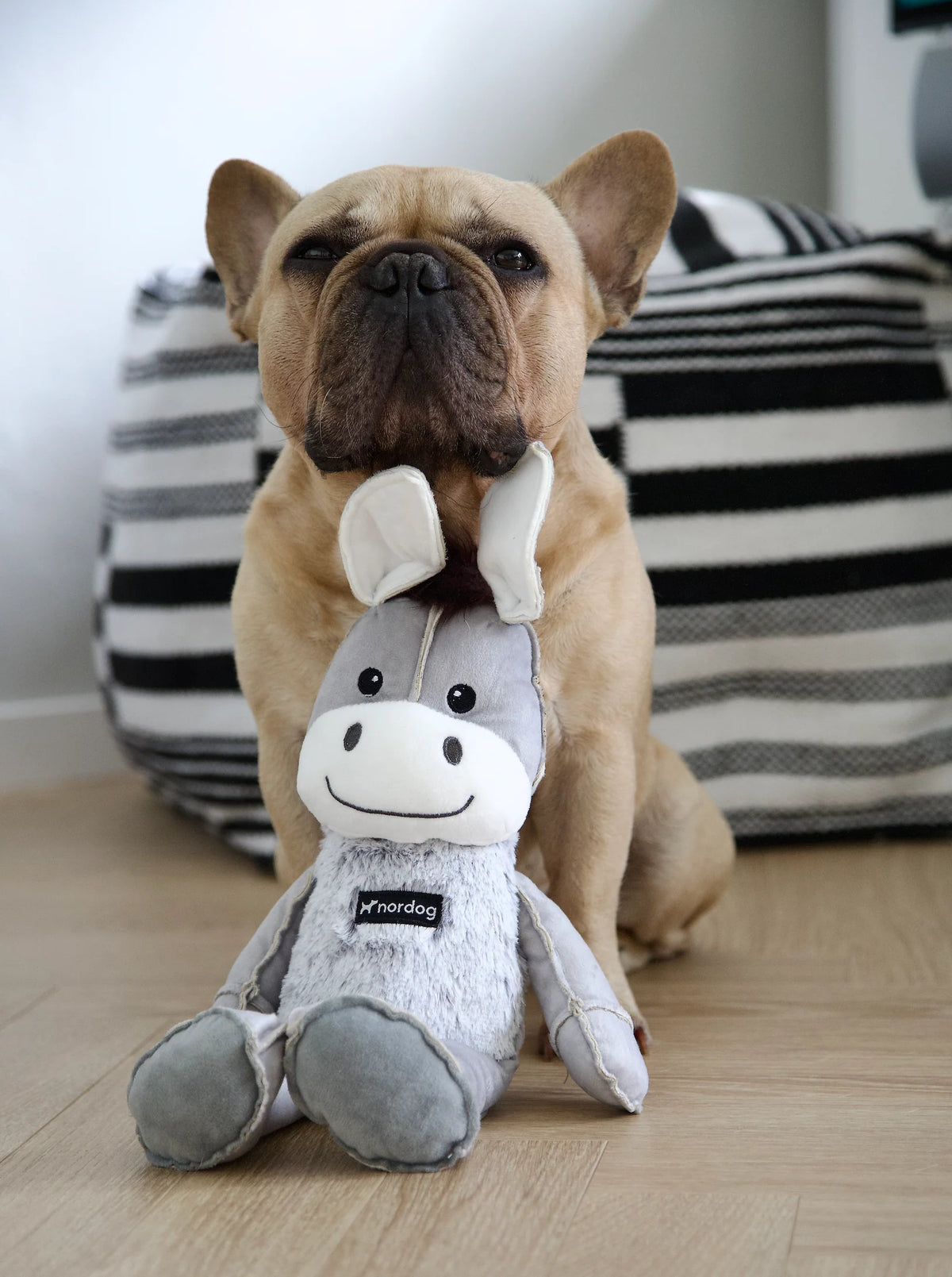 nordog Dix The Donkey